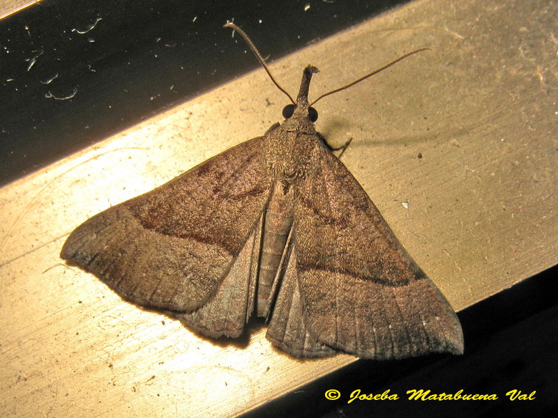 Hypena (Hypena) proboscidalis - Erebidae